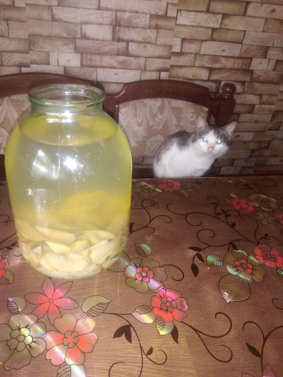 Яблочный кампот и главный охранник кот Василий