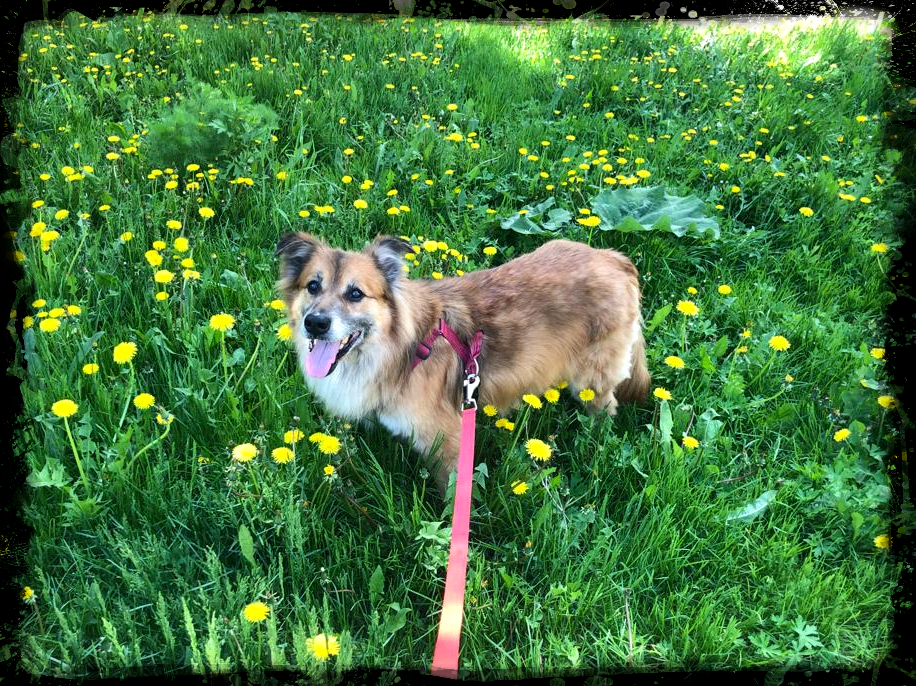 Счастливое домашнее лето