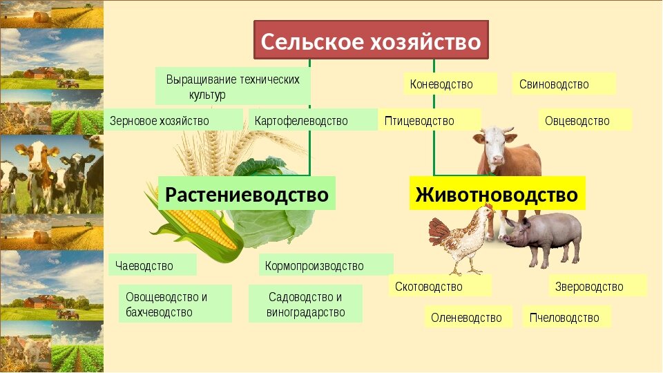 Заполни схему земледелие окружающий мир