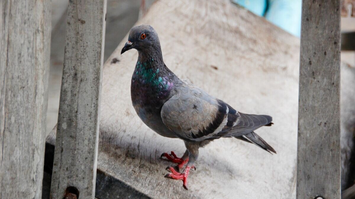    Голубь© Pixabay / Pixabay License/Peggy_Marco