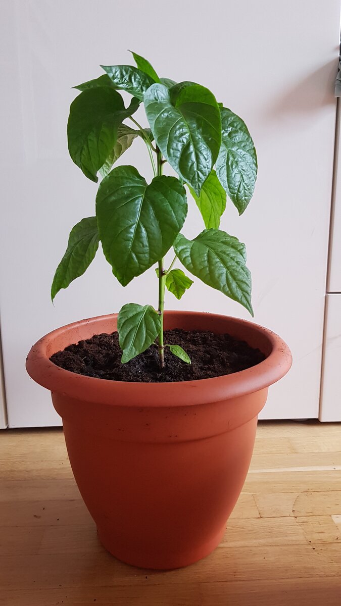 Арчи, семена агрофирма Партнёр