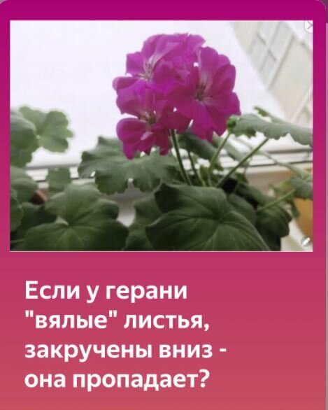 SOS! Вянут листья гераней!!! Помогите! - Все о комнатных растениях на autokoreazap.ru