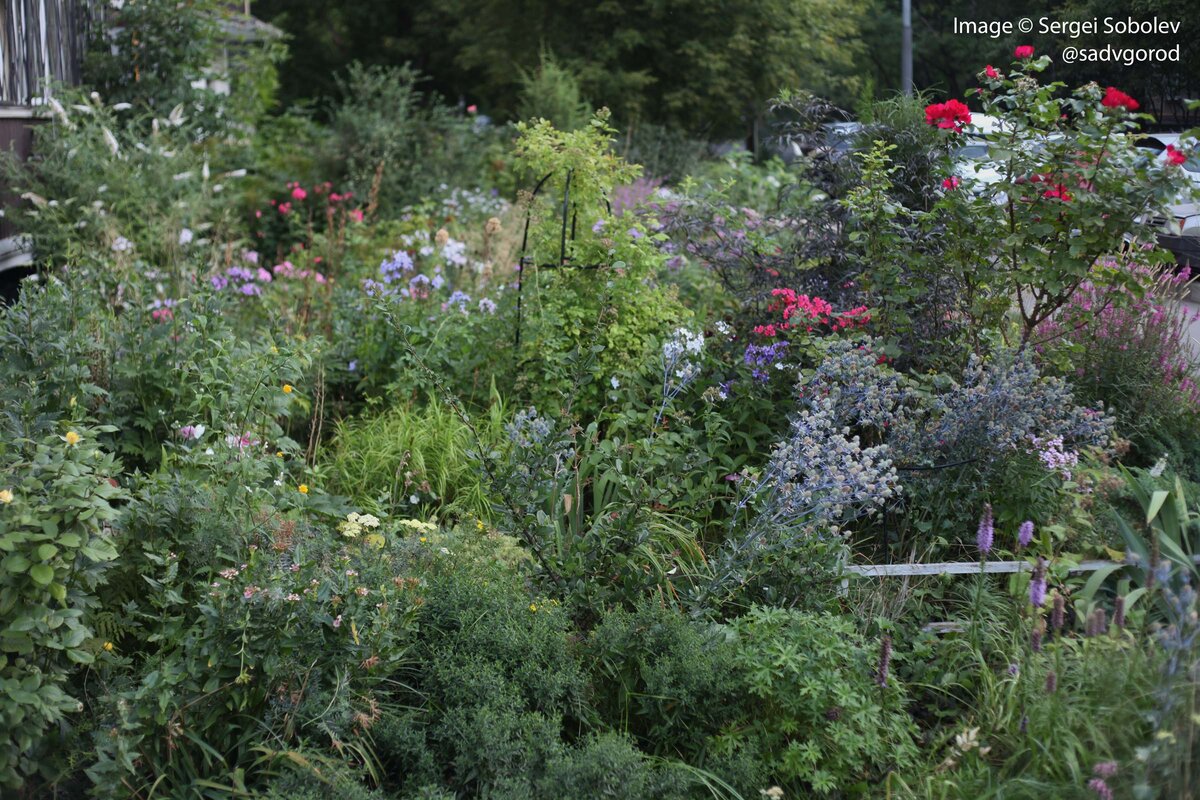 Сначала я предлагаю вам самостоятельно найти это место в цветнике. Это ракурс с тропинки между школой и домом. 6 фото, листайте!