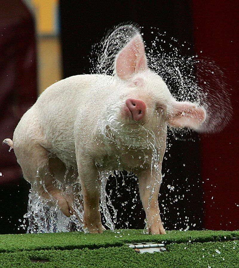 Яндекс.Картинки.