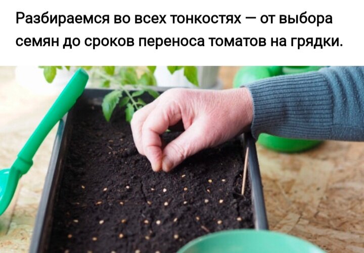 Когда сажать помидоры на рассаду. Оптимальные сроки посева всех видов томатов в средней полосе — с середины февраля до середины марта. В южных регионах благодаря более раннему приходу весеннего тепла можно заняться подготовкой рассады в феврале. А вот жителям северной полосы спешить не стоит: сейте помидоры не раньше начала весны.А ещё можно ориентироваться на сорт томатов. Урожай позднеспелых собирают через 125–140 дней с момента всходов, среднеспелых — через 110–120 дней. Поэтому эти два типа лучше посадить пораньше — как раз с середины февраля до 10–15 марта. Ранние и ультраранние помидоры созревают быстрее — через 80–100 дней после появления ростков. Их можно сеять на рассаду вплоть до начала апреля. Поэтому внимательно читайте информацию на упаковке с семенами: производитель обычно указывает сроки созревания и рекомендуемое время посева для каждого сорта.Как выбрать семена помидоров ?Плоды помидоров имеют самую разную форму — от классической круглой до вытянутой пальчикообразной. Они могут быть окрашены в различные оттенки красного, розового, бордового, оранжевого, жёлтого и зелёного. Размер тоже варьируется: от миниатюрных черри до крупных плодов весом вплоть до килограмма. Все эти характеристики обычно указаны на упаковке с семенами.