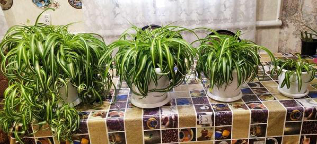 Хлорофитум с декоративной листвой любит рассеянный свет (источник фото: 7dach.ru)