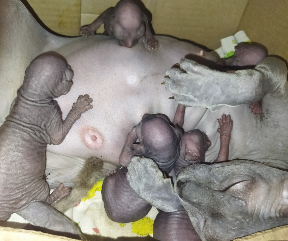 Серенькие комочки