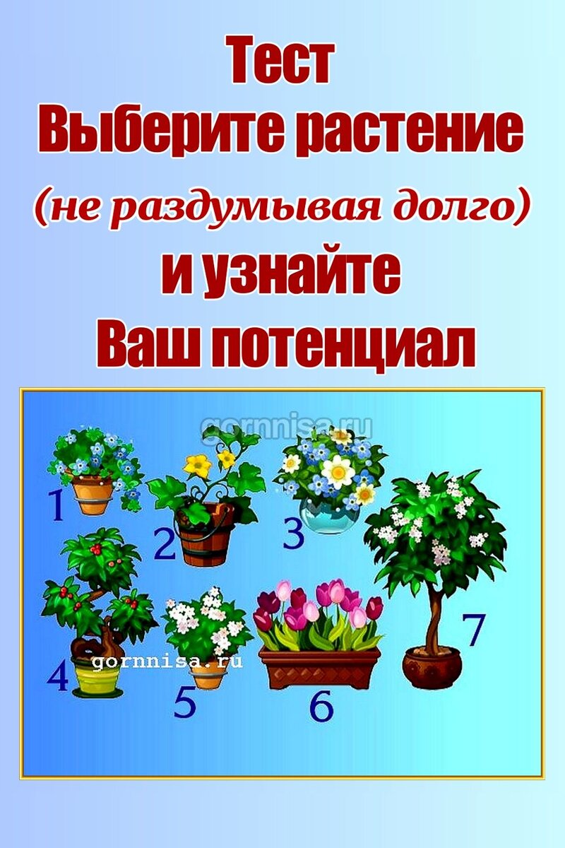 Test plant. Цветы выбор. Растения на я. Какой цветок подходит на солнечную сторону. Выбери нам растение какое нибудь и про него.