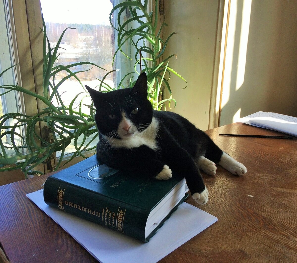 Фото из поисковой системы Яндекс Т. Ильиной