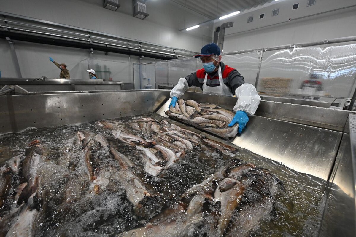 Рыбоперерабатывающий завод «Русский Минтай». Фото: russianpollock.ru 