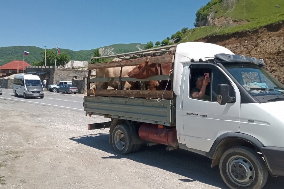    Четыре региона Северного Кавказа вошли в топ-10 по независимости от импорта