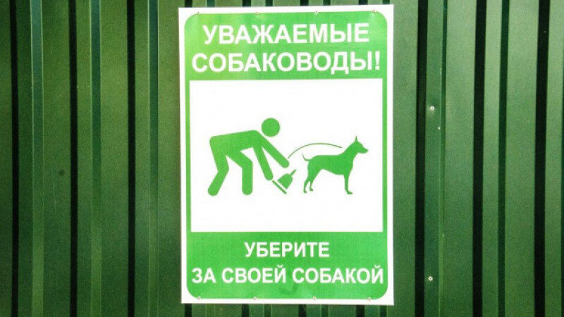     Выгул собак. Анна Зайкова.