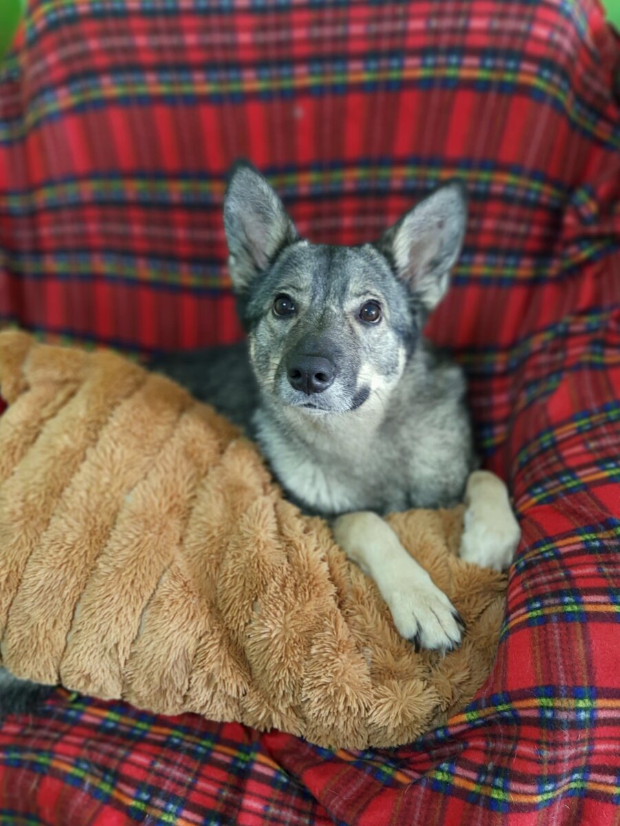 Фотографии с моей новой фотосессии. Я очень фотогеничная собачка, согласны?