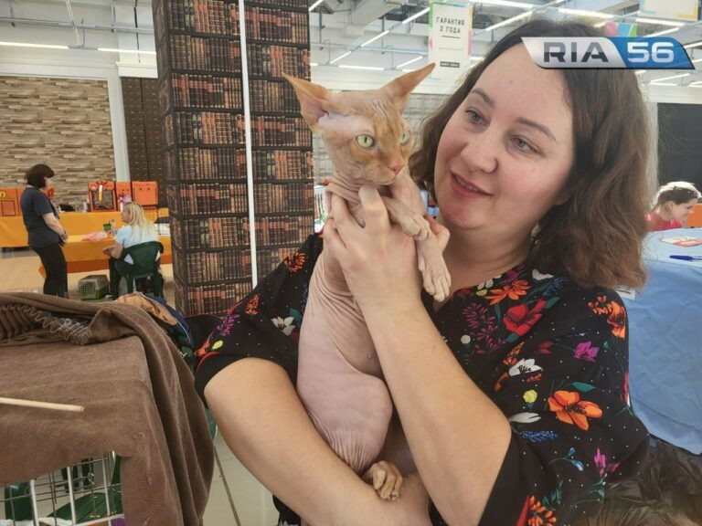    В Оренбурге проходит второй день международной выставки кошек разных пород Андрей Севостьянов