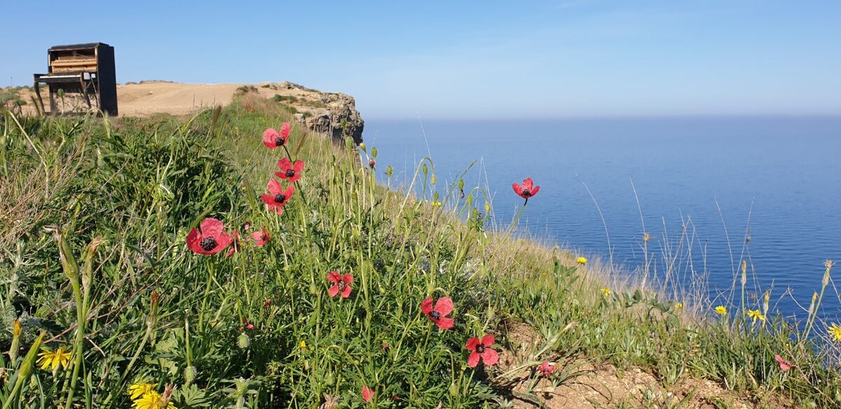 Весна на Фиоленте