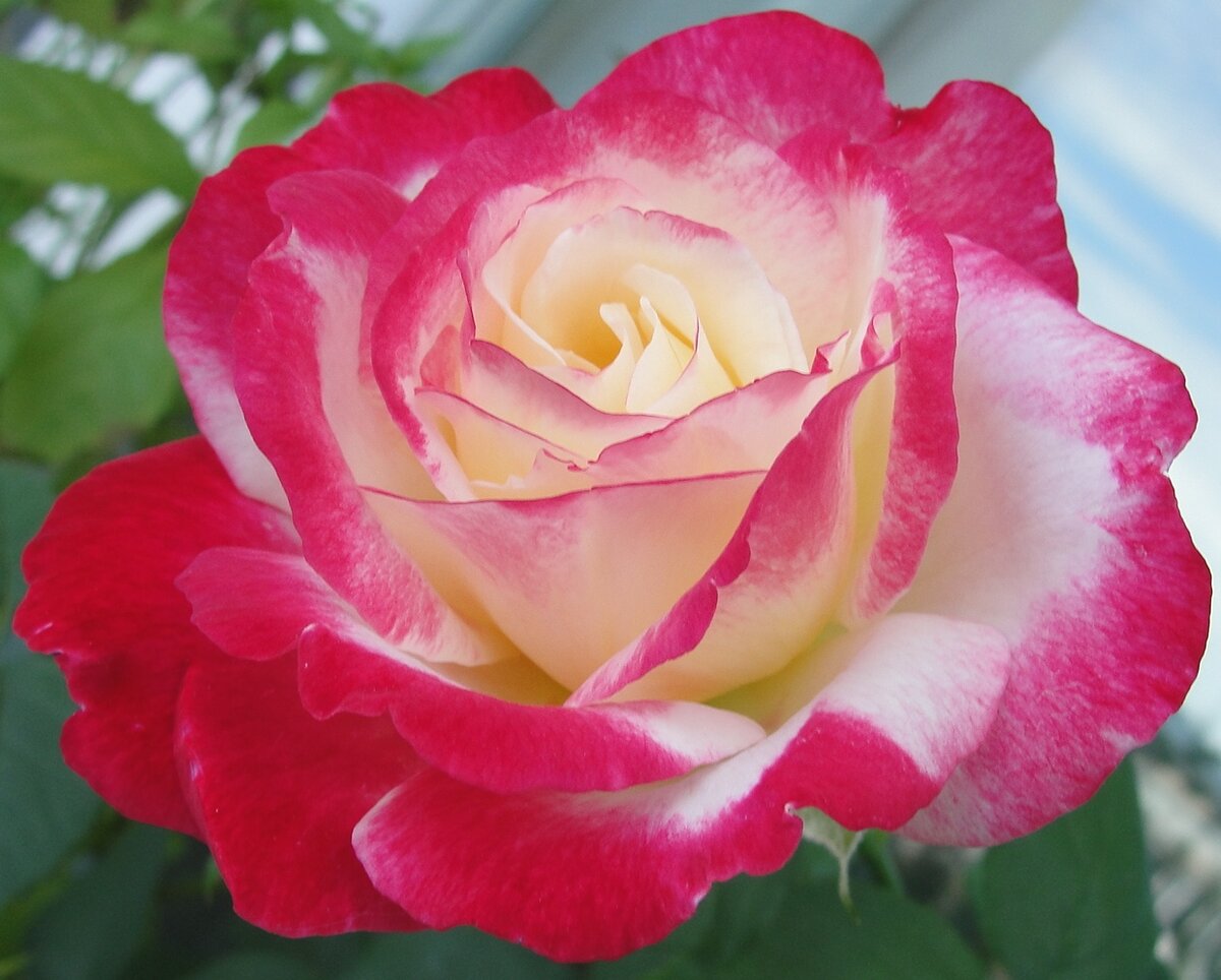 Роза Дабл Делайт