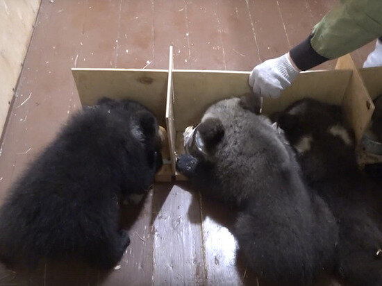     фото: скриншот из видео