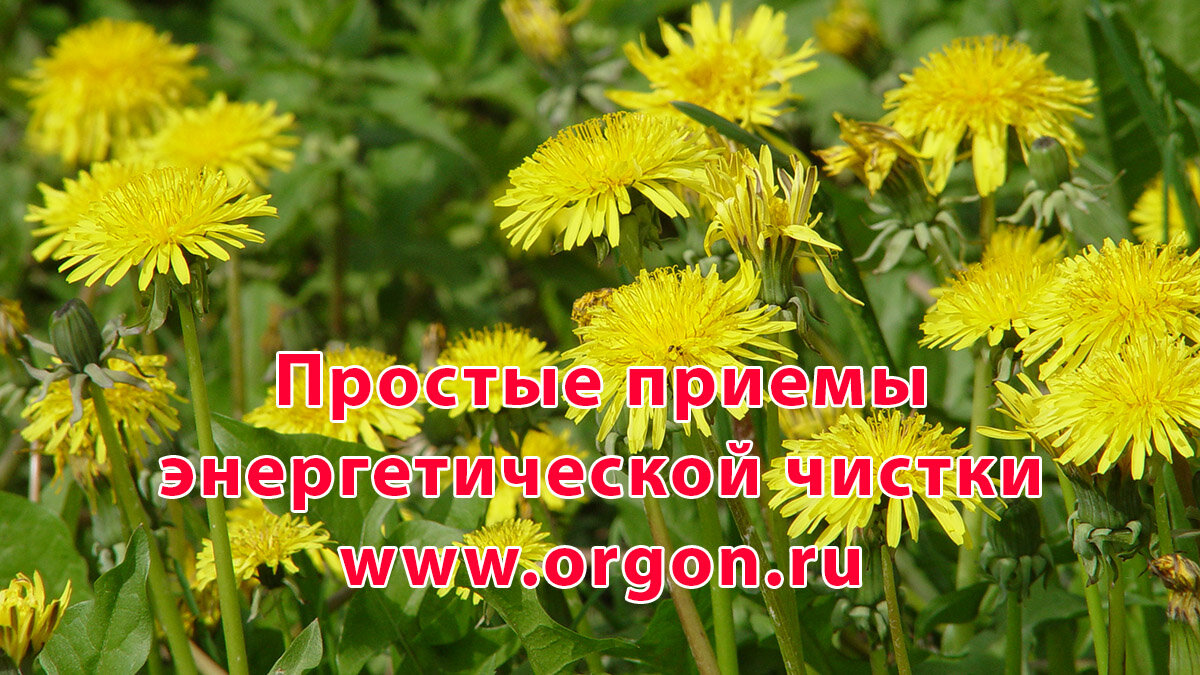 Цветы одуванчика