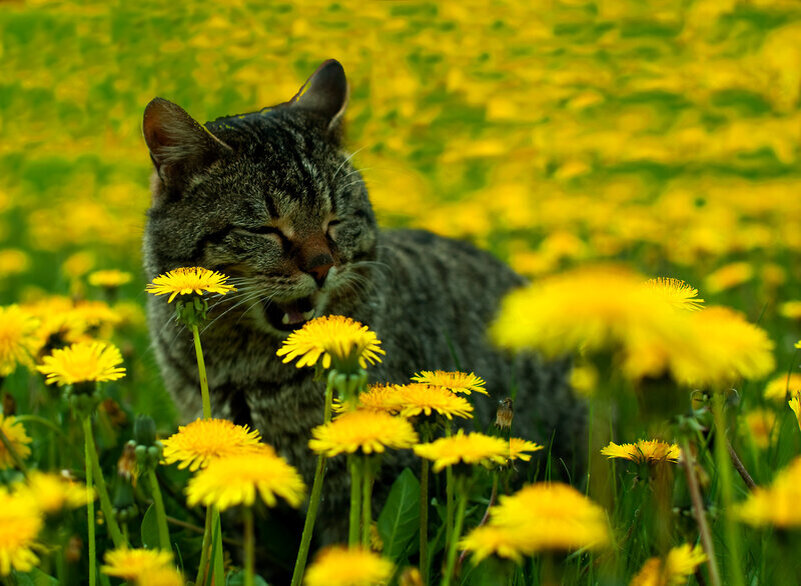 Иллюстрация из свободного доступа 