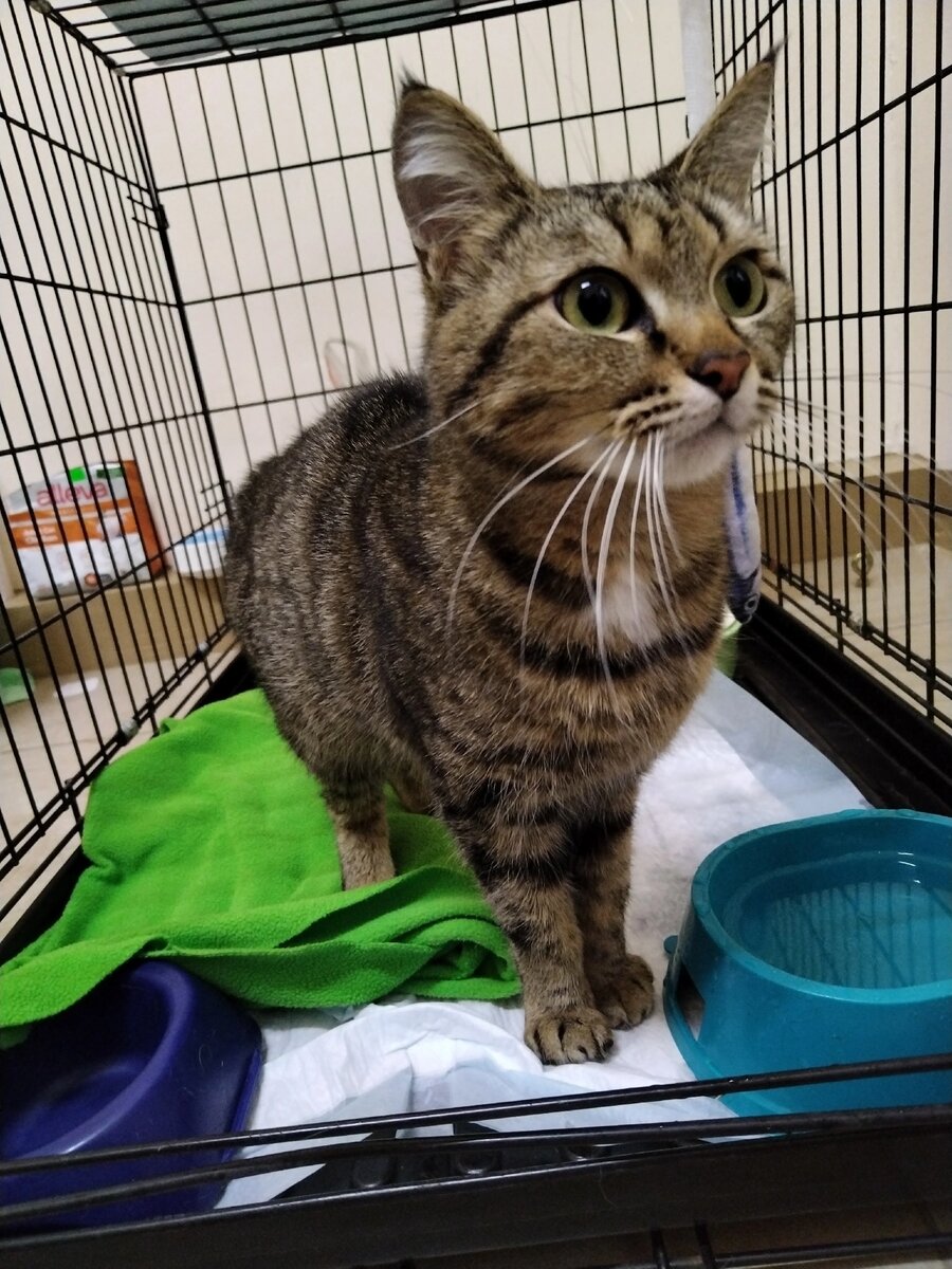 Муркот приют пермь. Кошачий приют. коты в приюте. приют для бездомных котят. коты одинокие или нет.