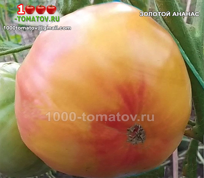 Томат Золотой ананас Golden Pineapple  фото 2