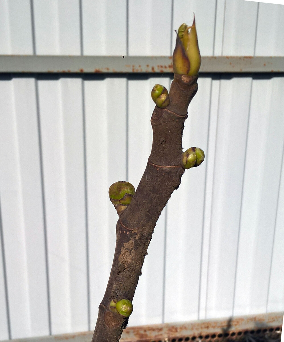 Ветвь инжира 16 апреля 2023 - признаки жизни