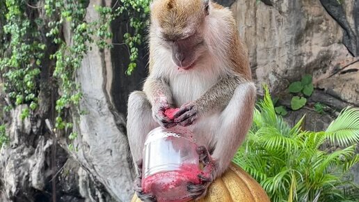 Кутовой про путешествия | Обезьяна пьет воду из рук туриста. Пещеры ...