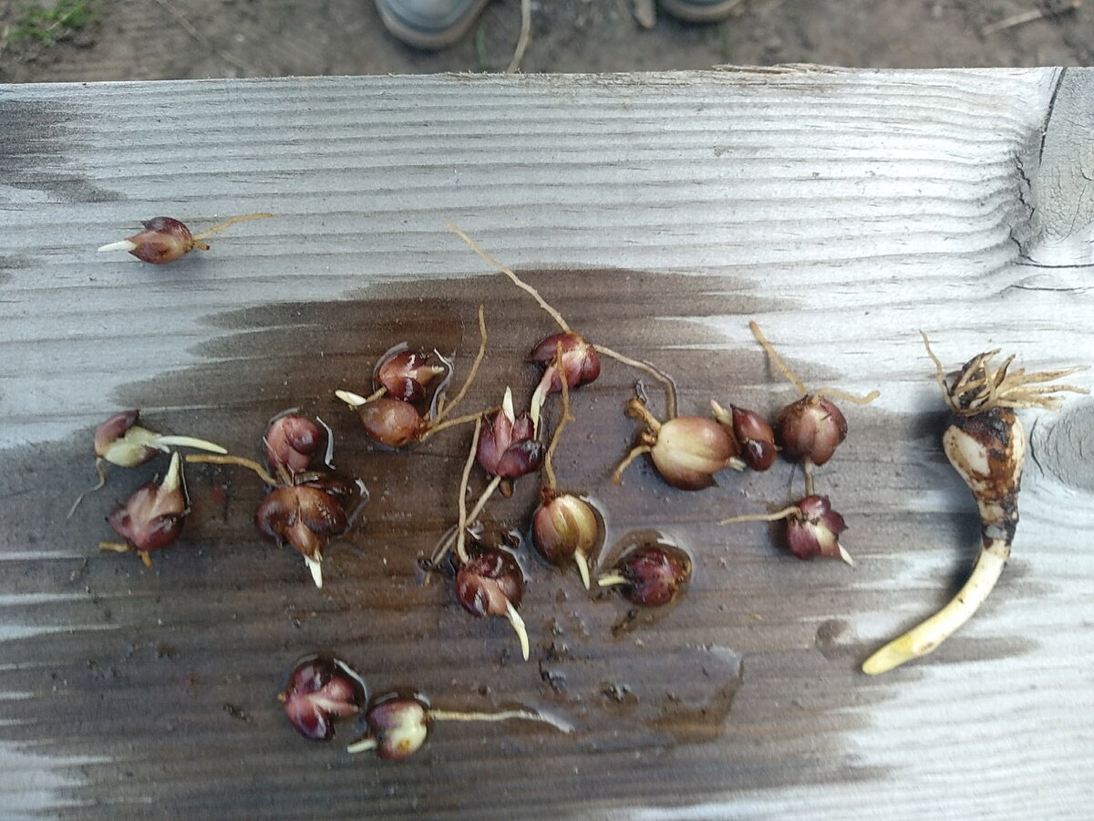 Богатство из бульбочек лилий и нарцисса