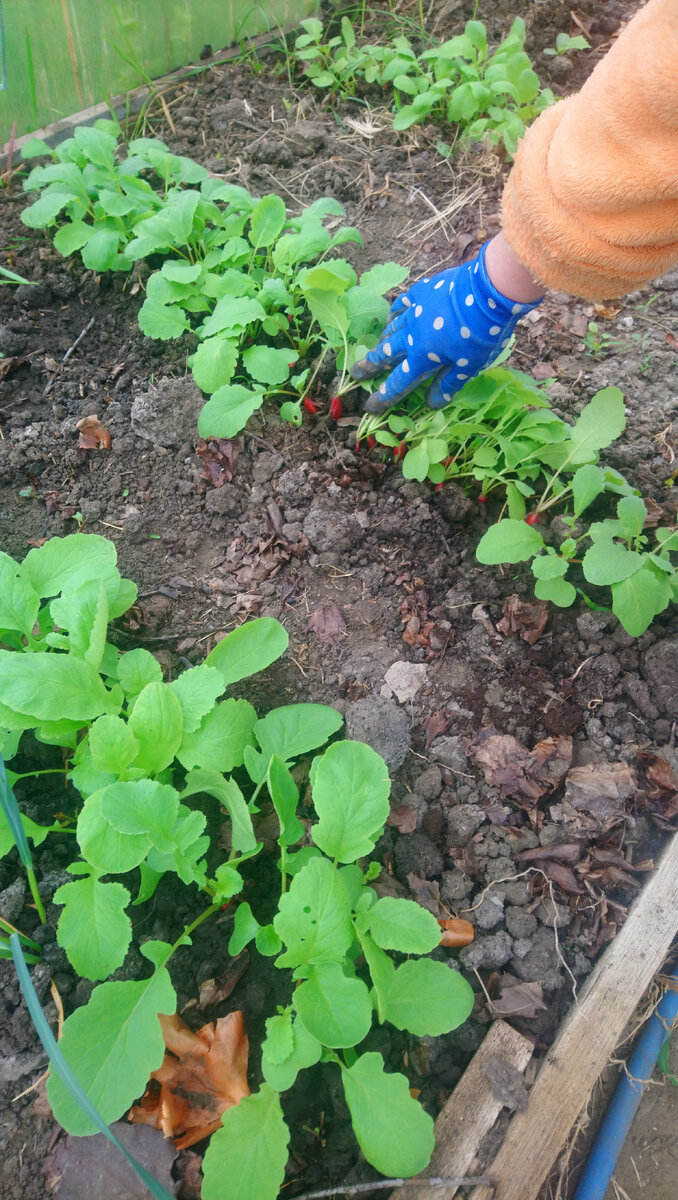 Это пару недель назад