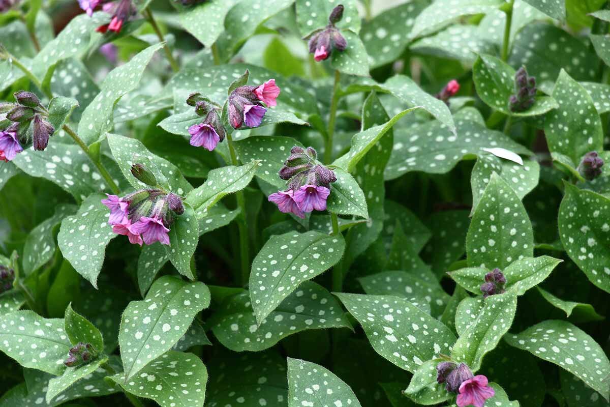 Медуница сахарная Pulmonaria saccharata