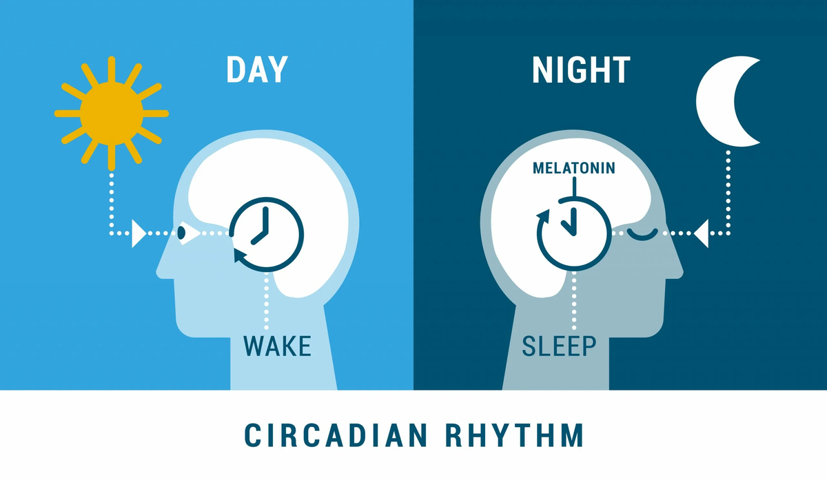 Ciclo circadiano sueño