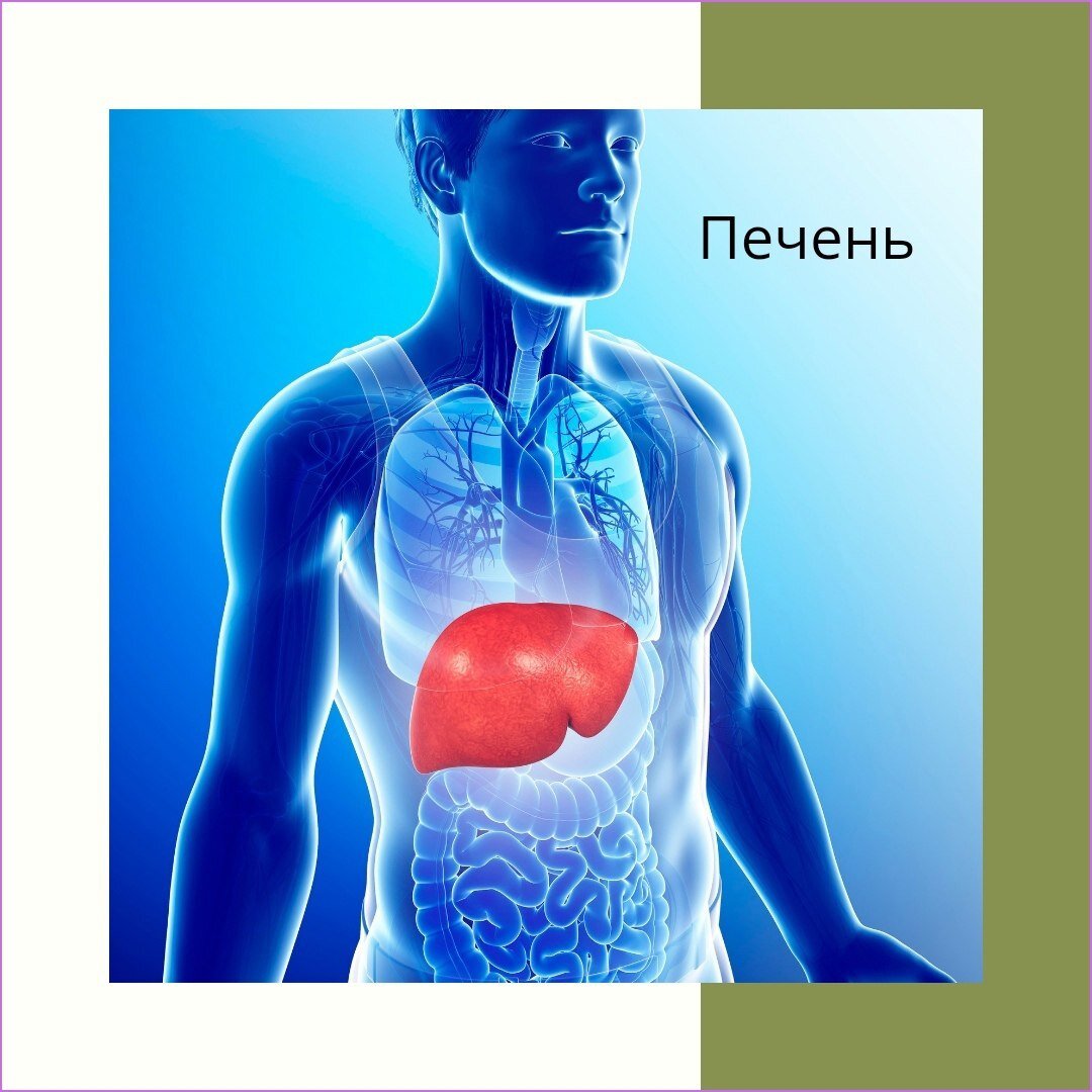 Печень