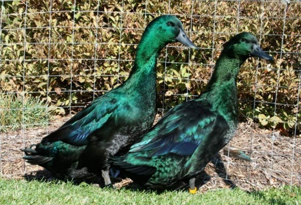 У самцов и самок каюги металлический блеск чаще всего разнится — у селезней он больше разбавляется синим, а утки-девочки приверженцы настоящего зелёного.