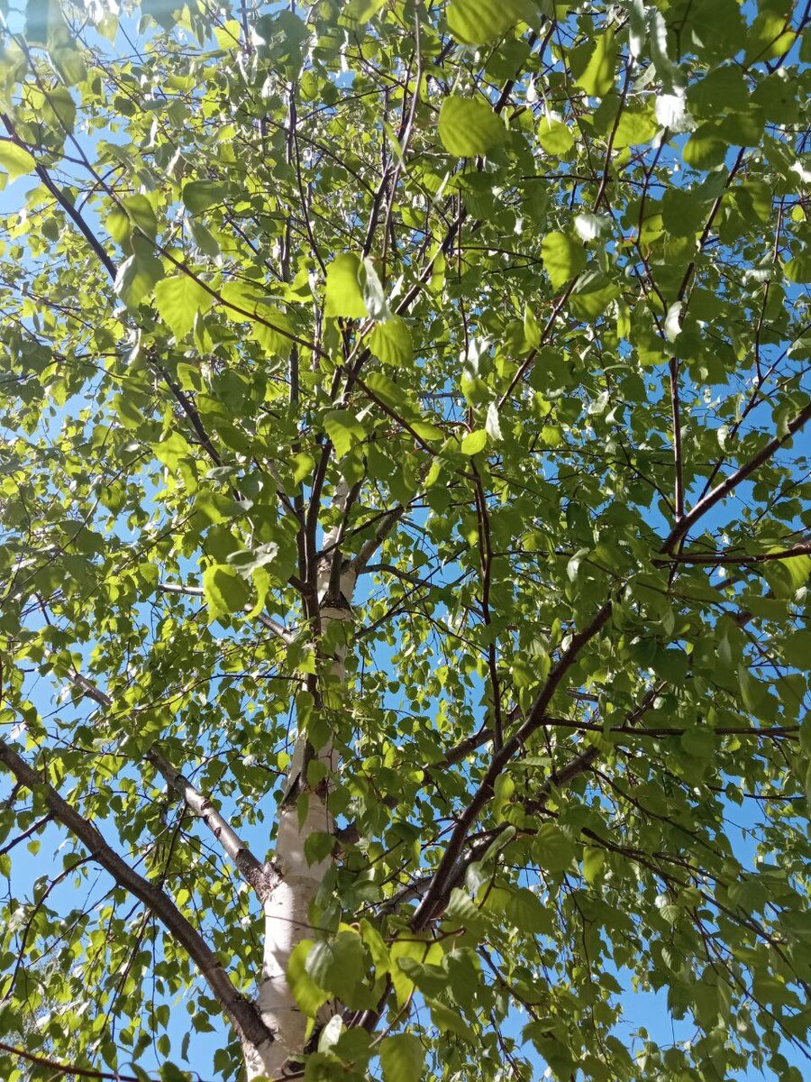 Фото автора. Березка во дворе дома