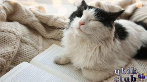 Урчание кошек - одна из самых милых загадок этих четвероногих друзей