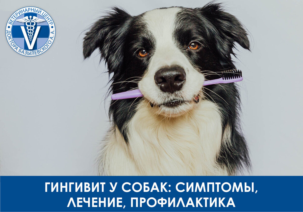  Собаки любят грызть всё подряд, и опытный хозяин должен понимать, что такие привычки поощрять не следует.