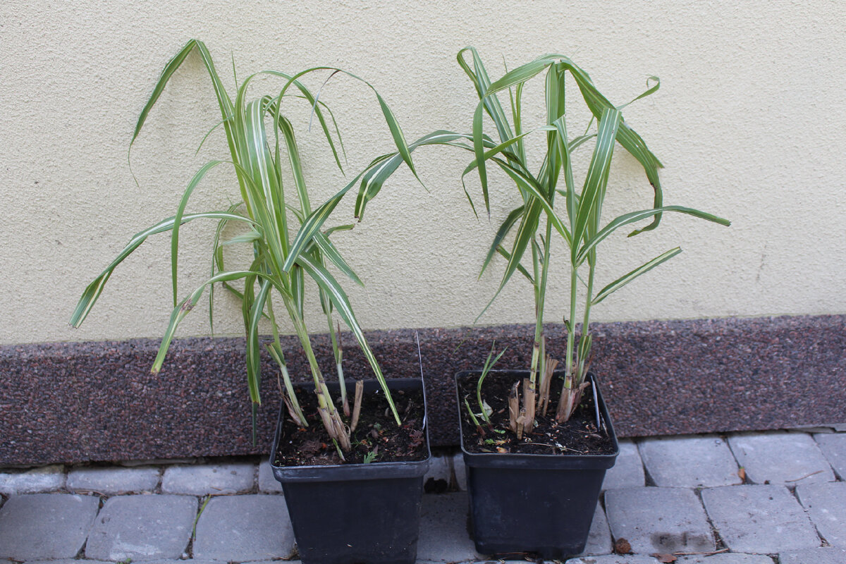 Miscanthus sinensis "Cabaret", горшок P16, по 1 699 ₽ в оптовых ценах