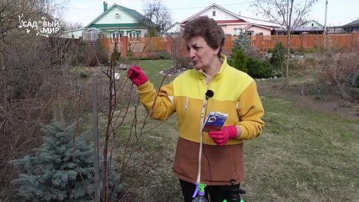 Сохнет вишня - это монилиоз. Срочная весення обработка от плодовой гнили.