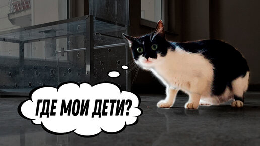 Кошка потеряла всех котят! | Спасение бездомных кошек! | Дзен