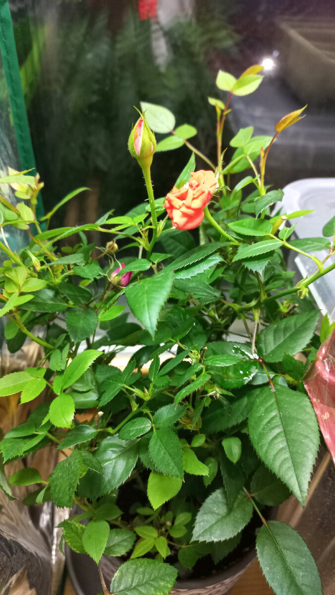 У новых цветочков почему-то другой цвет