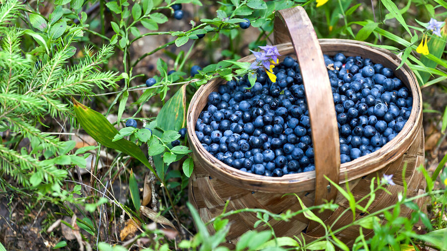 фото из интернета