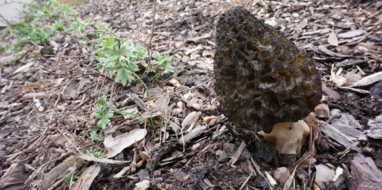 commons.wikimedia.org