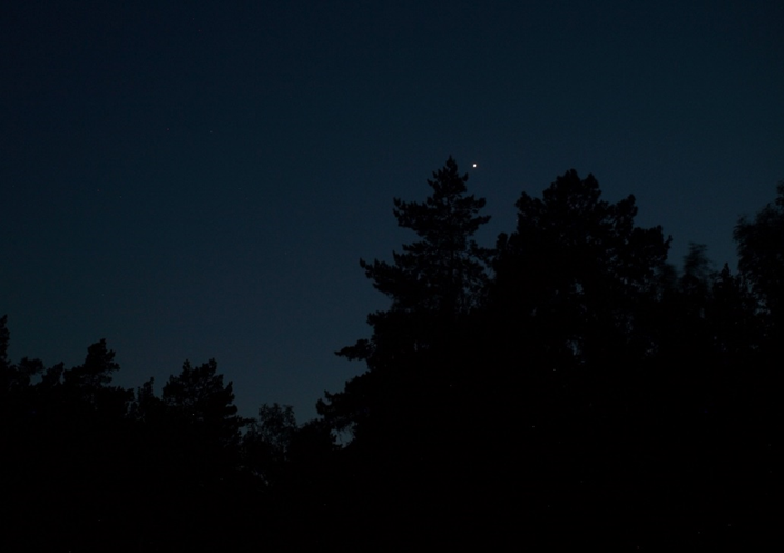 Вот самая обычная фотография Венеры. Сделана автором после 21 часа 18.05.2023. Венера- прямо около верхушки сосны.