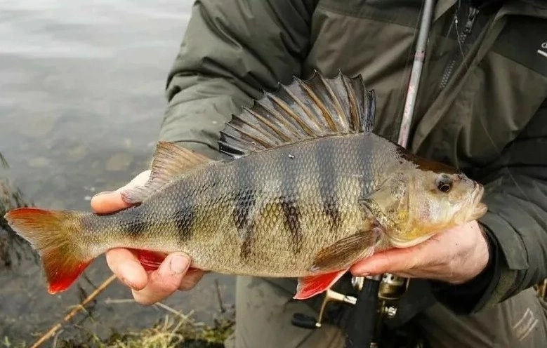 Где искать окуня в конце весны🐟

Обычно средние и крупные особи держатся на определенном отдалении от берега. Это может быть край камышовой стены или нижняя часть прибрежного свала. 

🚤Если вы ловите с лодки и имеете эхолот, то поиски быстро приведут к стоянке окуня. 

Если река или озеро имеют небольшое течение, или его вообще нет, то искать приличного окуня следует уже на приличном отдалении от берега. И здесь без лодки уже не обойтись.

❗Особое внимание необходимо уделить дамбам водохранилищ. После нереста много окуней смещаются к таким местам.

Достаточно перспективной для ужения окуня является прибрежная зона. Некоторые рыболовы ошибочно полагают, что возле берега может водиться только мелкий окунь. Но это неверно. 

➡️ Именно весной, когда прибрежная зона стремительно обогащается кормовой базой, крупные горбачи часто подплывают к берегу.  

Во время нереста крупные особи очень много времени проводят в камыше и возле берега. 

Иногда так случается, что в конце весны мелкие окуни попадаются на дальних дистанциях в то время как крупные особи с азартом атакуют приманки в нескольких метрах от берега.

Очень результативной бывает ловля окуня в поверхностных слоях. Ловить окуня в таких случаях нужно поверхностными приманками.