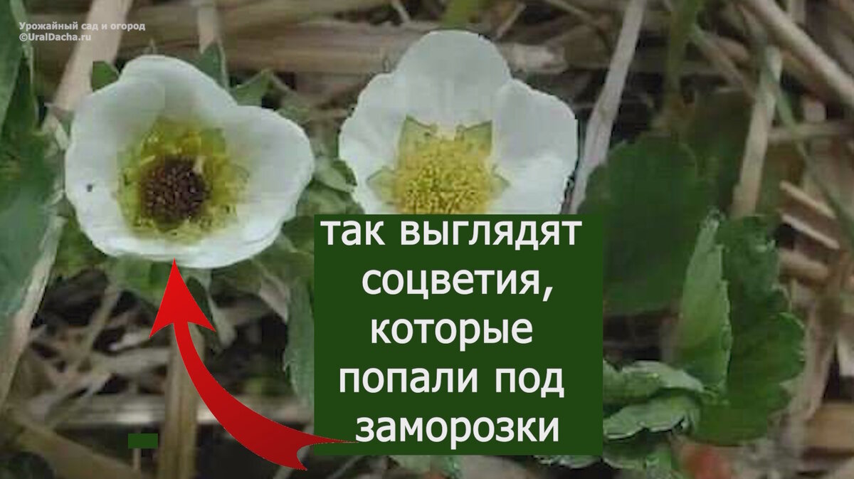 Клубника после зимы. Клубника замороженная саженцы. Вымерзание клубники. Вымерзла клубника. Клубника после заморозков весной что делать.