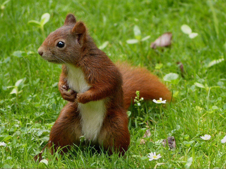     Белка, живущая в Родниковскомм Летнем саду, родила бельчат. фото: Pxhere.com