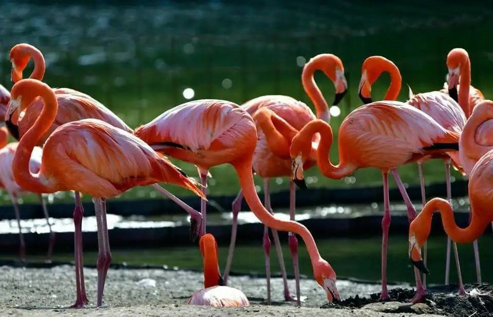 фламинго в дендрологическом парке Шикветили