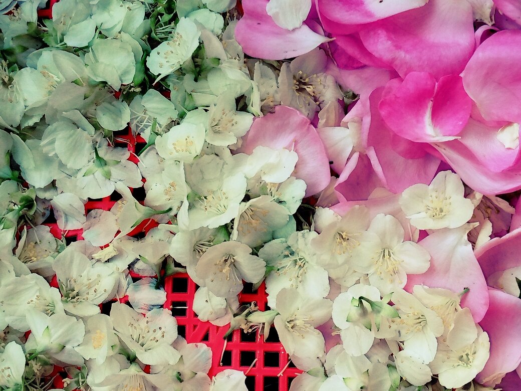 Лепестки роз и жасмина 😇