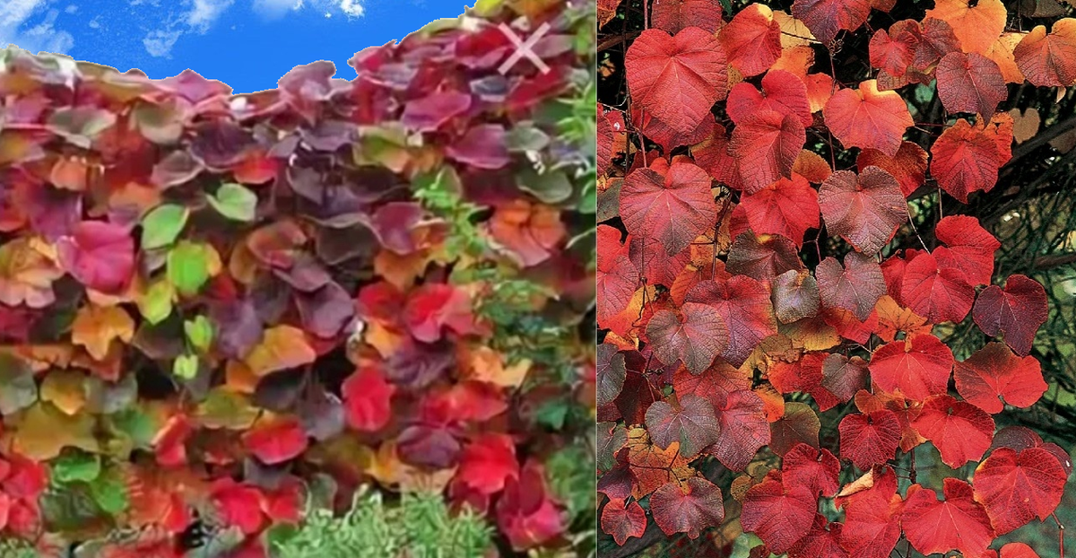 В начале осени листья разноцветные - слева. Когда распадется хлорофилл - красный пламень - справа. 