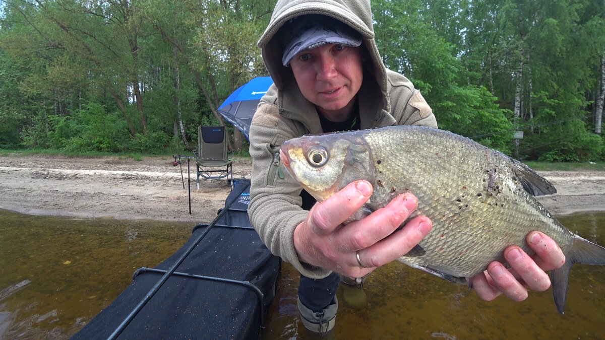 Лещ - ранним летом на фидер